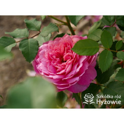 Emma Bridgewater™ (Ausb44a16) - David Austin® Róże Angielskie - 