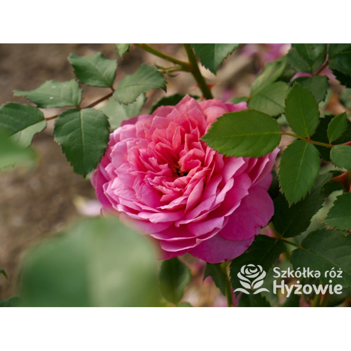 Emma Bridgewater™ (Ausb44a16) - David Austin® Róże Angielskie - 