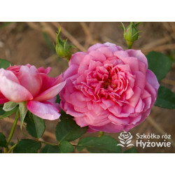 Emma Bridgewater™ (Ausb44a16) - David Austin® Róże Angielskie - 