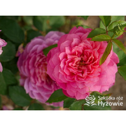 Emma Bridgewater™ (Ausb44a16) - David Austin® Róże Angielskie - 