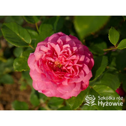 Emma Bridgewater™ (Ausb44a16) - David Austin® Róże Angielskie - 