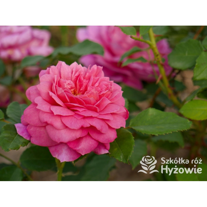 Emma Bridgewater™ (Ausb44a16) - David Austin® Róże Angielskie - 