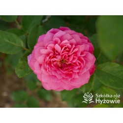 Emma Bridgewater™ (Ausb44a16) - David Austin® Róże Angielskie - 