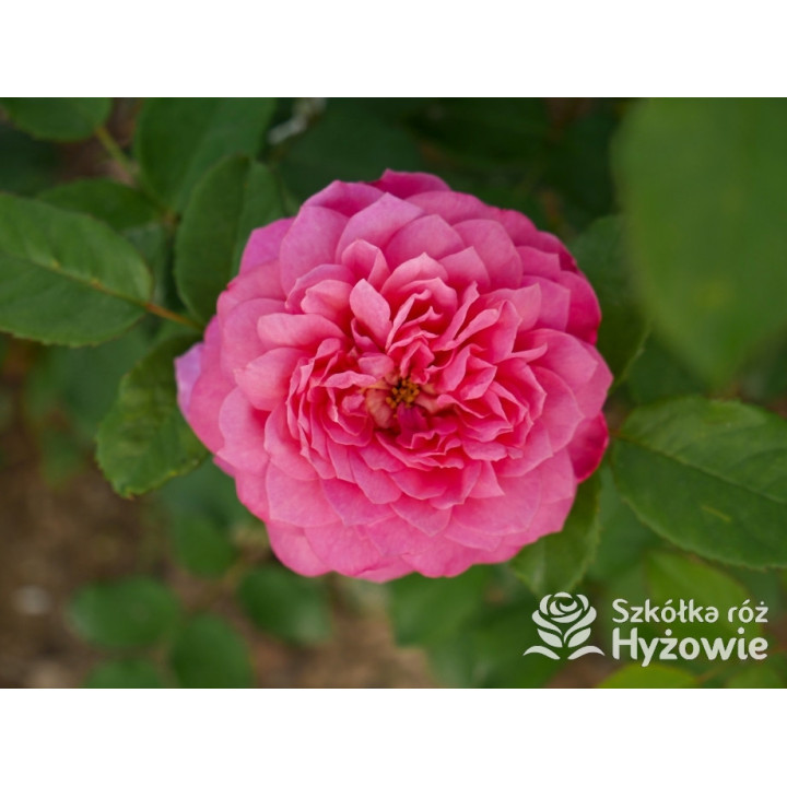 Emma Bridgewater™ (Ausb44a16) - David Austin® Róże Angielskie - 