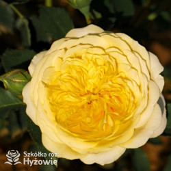 The Pilgrim® (Auswalker) - Róże Pnące - 