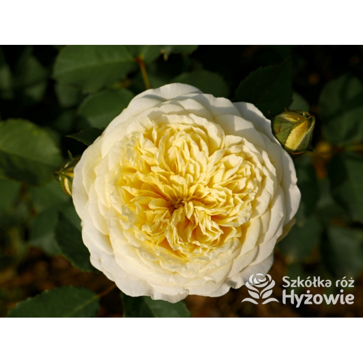 The Pilgrim® (Auswalker) - Róże Pnące - 