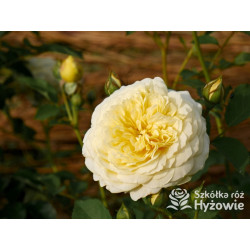 The Pilgrim® (Auswalker) - Róże Pnące - 