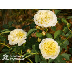 The Pilgrim® (Auswalker) - Róże Pnące - 