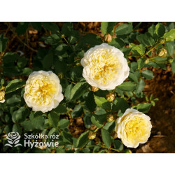 The Pilgrim® (Auswalker) - Róże Pnące - 