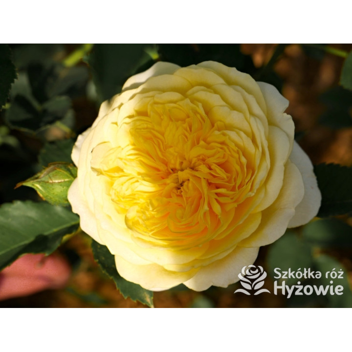 The Pilgrim® (Auswalker) - Róże Pnące - 