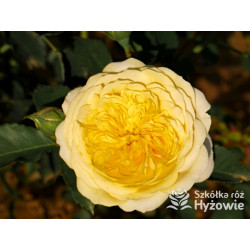 The Pilgrim® (Auswalker) - Róże Pnące - 