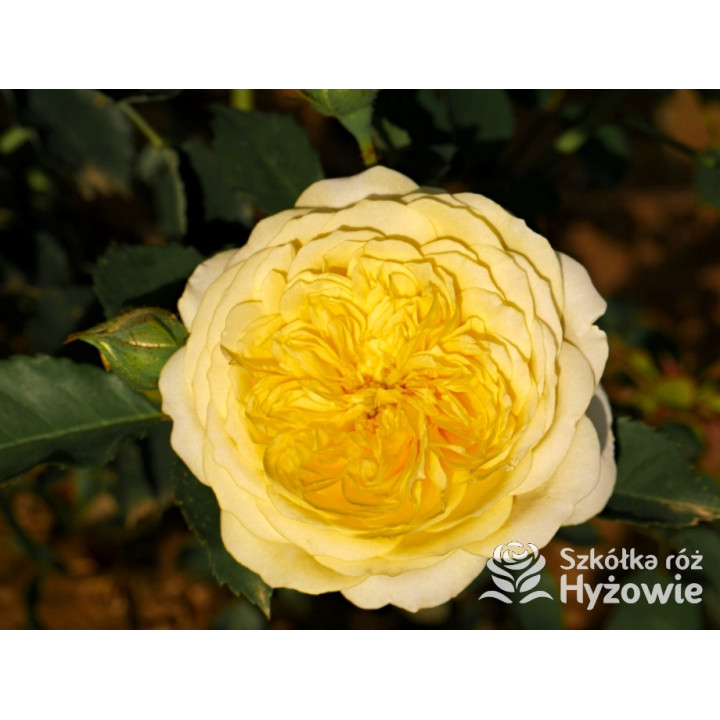 The Pilgrim® (Auswalker) - Róże Pnące - 