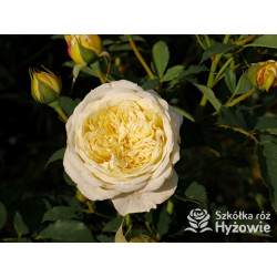 The Pilgrim® (Auswalker) - Róże Pnące - 