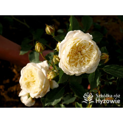 The Pilgrim® (Auswalker) - Róże Pnące - 