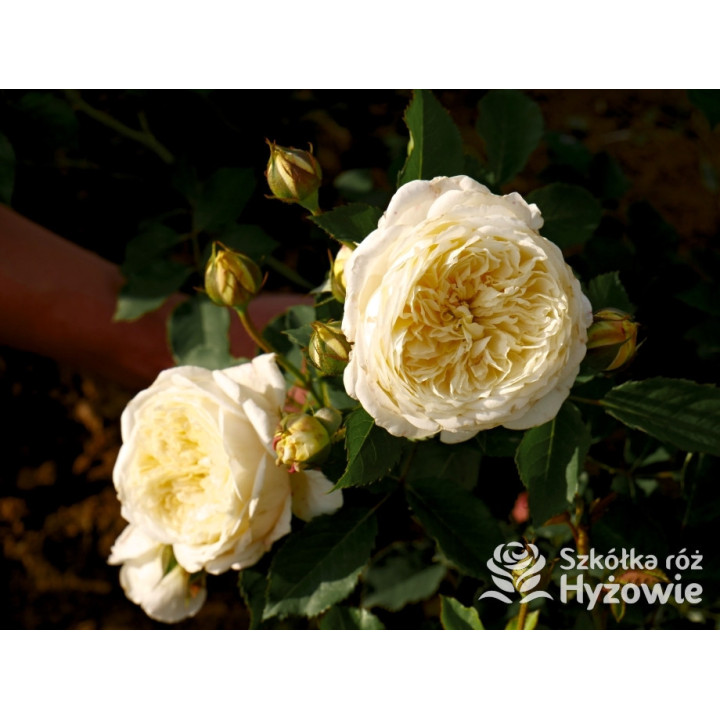 The Pilgrim® (Auswalker) - Róże Pnące - 