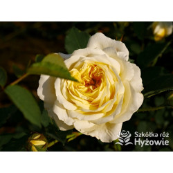 The Pilgrim® (Auswalker) - Róże Pnące - 