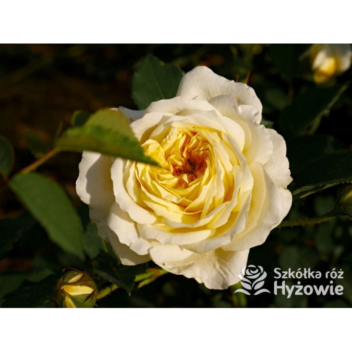 The Pilgrim® (Auswalker) - Róże Pnące - 