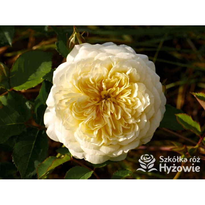 The Pilgrim® (Auswalker) - Róże Pnące - 