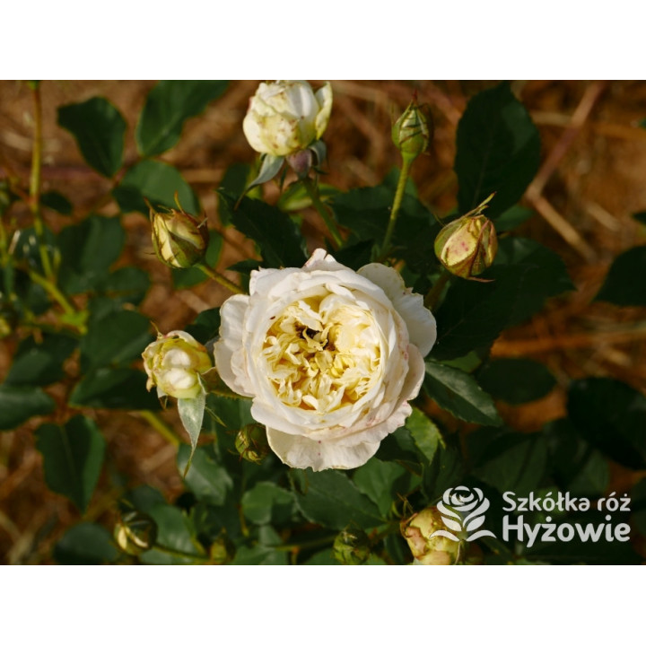 The Pilgrim® (Auswalker) - Róże Pnące - 