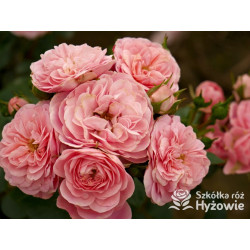 Bailando® - Róże Rabatowe - 