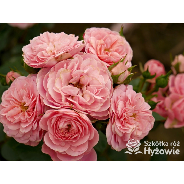 Bailando® - Róże Rabatowe - 