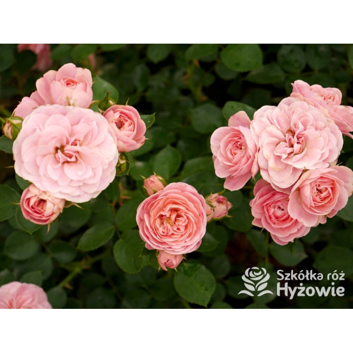 Bailando® - Róże Rabatowe - 