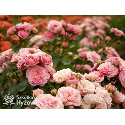 Bailando® - Róże Rabatowe - 