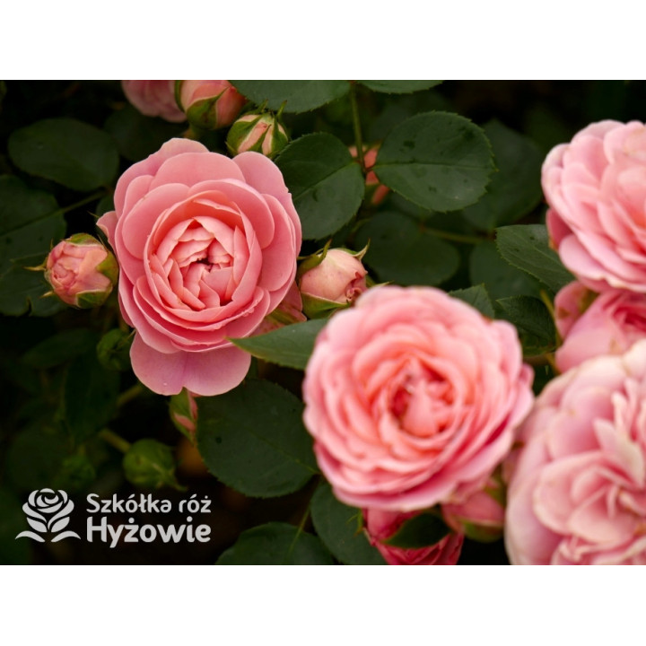 Bailando® - Róże Rabatowe - 