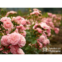 Bailando® - Róże Rabatowe - 