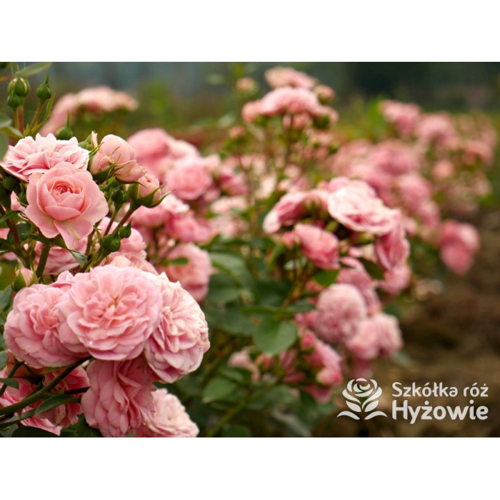 Bailando® - Róże Rabatowe - 