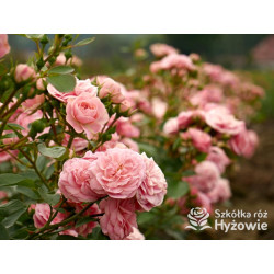 Bailando® - Róże Rabatowe - 