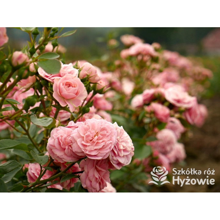 Bailando® - Róże Rabatowe - 