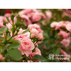 Bailando® - Róże Rabatowe - 