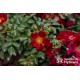 Bienenweide Hellrot® Bogate grona drobnych czerwonych kwiatów. Intensywnie zielone liście. Niski krzew.