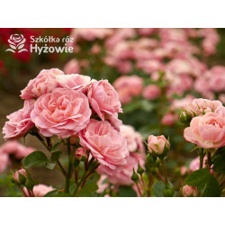 Bailando® - Róże Rabatowe - 