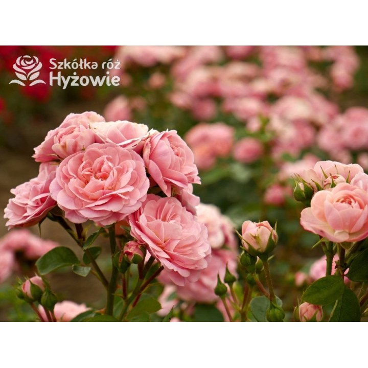 Bailando® - Róże Rabatowe - 