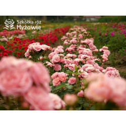 Bailando® - Róże Rabatowe - 