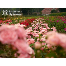 Bailando® - Róże Rabatowe - 