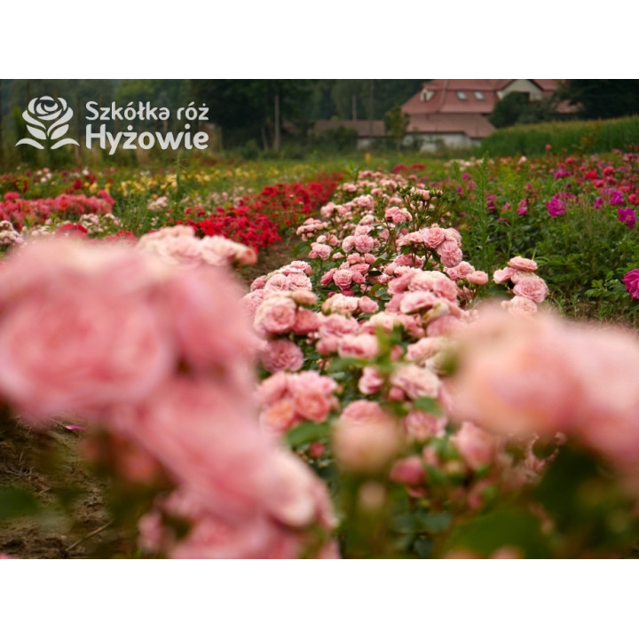 Bailando® - Róże Rabatowe - 