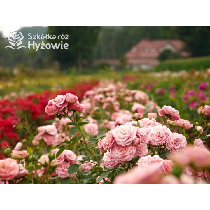 Bailando® - Róże Rabatowe - 