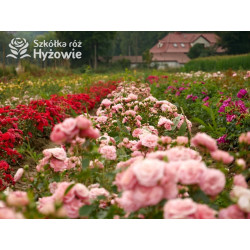 Bailando® - Róże Rabatowe - 