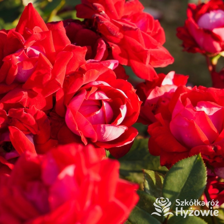 Belle de Grasse® - Róże Rabatowe - 