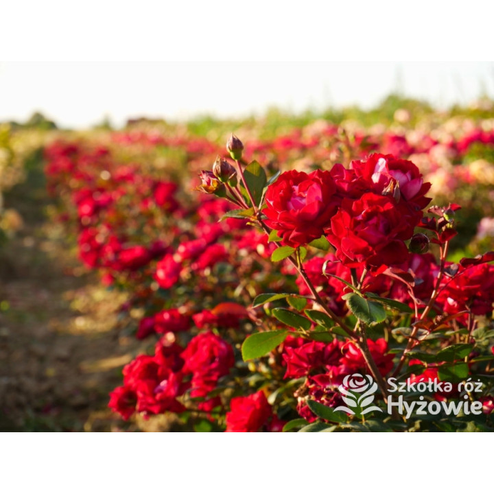 Belle de Grasse® - Róże Rabatowe - 