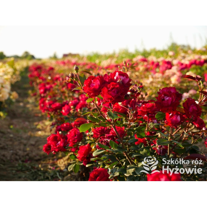 Belle de Grasse® - Róże Rabatowe - 