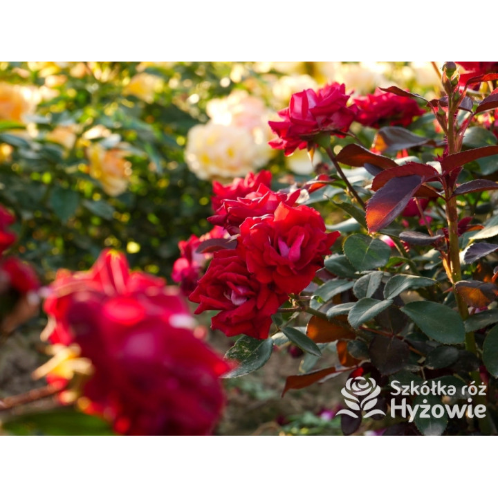 Belle de Grasse® - Róże Rabatowe - 