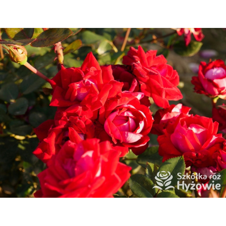 Belle de Grasse® - Róże Rabatowe - 
