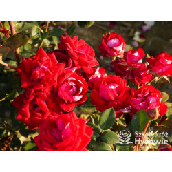 Belle de Grasse® - Róże Rabatowe - 