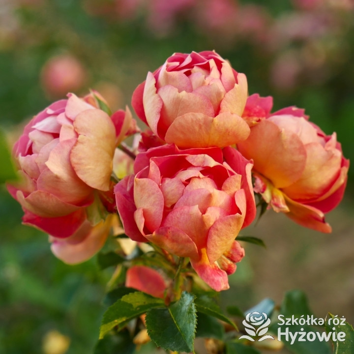 Bienenweide Mango® - Róże Okrywowe - 