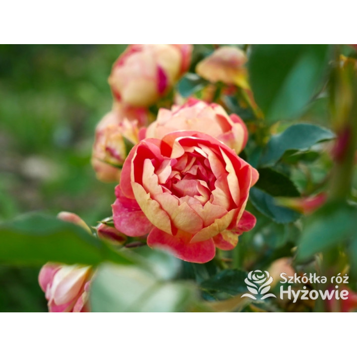 Bienenweide Mango® - Róże Okrywowe - 