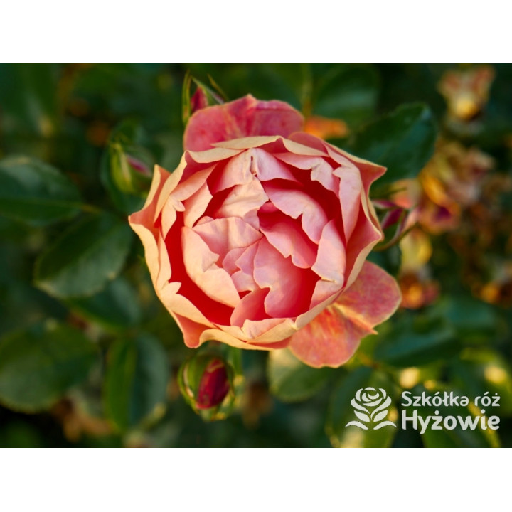 Bienenweide Mango® - Róże Okrywowe - 